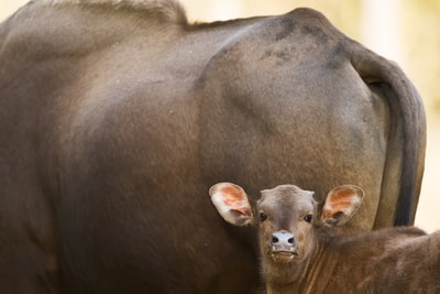 Brown calf close-up
